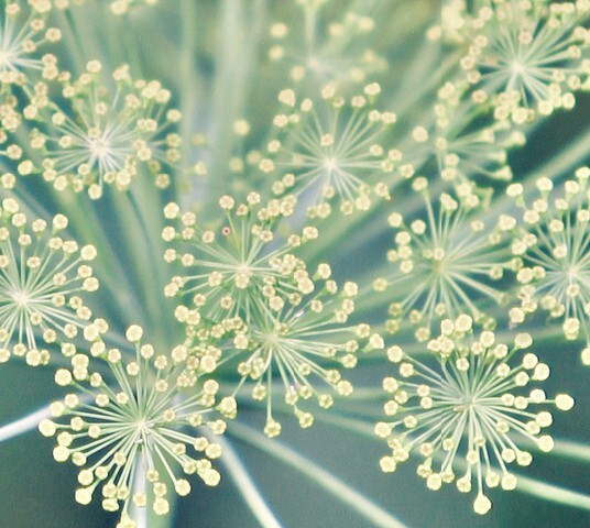 Fennel (Foeniculum vulgare)